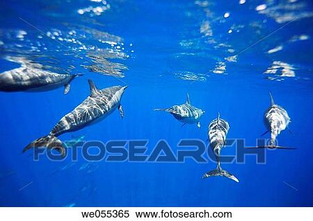 Stock Photography - Hawaiian spinner dolphin Stenella longirostris underwater in the AuAu Channel off the coast of Maui, Hawaii, USA Pacific Ocean. Fotosearch