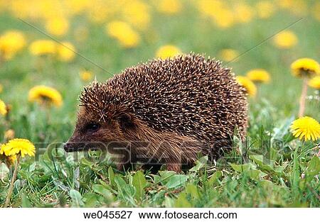 Hedgehog (Erinaceus europaeus). Bavaria, Germany View Large Photo Image Stock Photo - Hedgehog (Erinaceus europaeus). Bavaria, Germany. Fotosearch