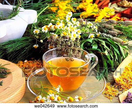 Stock Photo - Herbal tea, infusion. Fotosearch