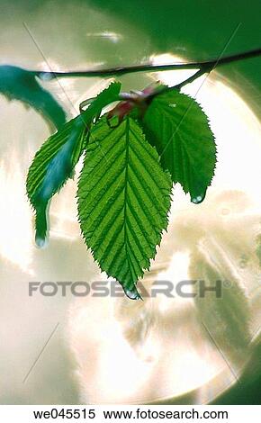 Hornbeam (Carpinus betulus) leaf in spring. Bavaria, Germany View Large Photo Image Stock Photography - Hornbeam (Carpinus betulus) leaf in spring. Bavaria, Germany. Fotosearch