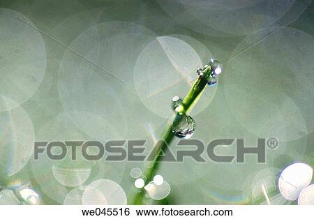 Horsetail (Equisetum sp. ) with water drops View Large Photo Image Stock Photograph - Horsetail (Equisetum sp. ) with water drops. Fotosearch