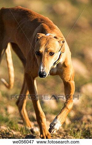 Hound View Large Photo Image Stock Photo - Hound. Fotosearch