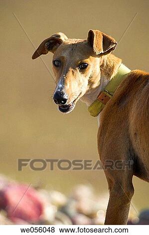 Stock Photo - Hound. Fotosearch