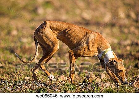 Hound View Large Photo Image Stock Photograph - Hound. Fotosearch