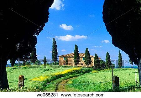 House with cypress trees near Pienza. Val d? Orcia. Siena province. Tuscany. Italy. View Large Photo Image Stock Image - House with cypress trees near Pienza. Val d? Orcia. Siena province. Tuscany. Italy.. Fotosearch