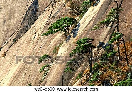 Huangshan Pine (Pinus hwangshanensis) in the Yellow Mountains (Huangshan). Anhui province, China View Large Photo Image Stock Image - Huangshan Pine (Pinus hwangshanensis) in the Yellow Mountains (Huangshan). Anhui province, China. Fotosearch