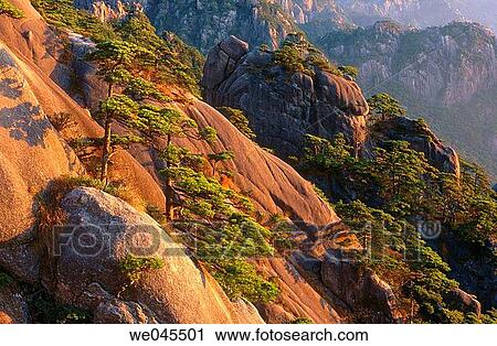 Huangshan Pine (Pinus hwangshanensis) in the Yellow Mountains (Huangshan). Anhui province, China View Large Photo Image Stock Image - Huangshan Pine (Pinus hwangshanensis) in the Yellow Mountains (Huangshan). Anhui province, China. Fotosearch