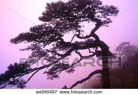 Huangshan Pine (Pinus hwangshanensis) in the Yellow Mountains (Huangshan). Anhui province, China View Large Photo Image Stock Photo - Huangshan Pine (Pinus hwangshanensis) in the Yellow Mountains (Huangshan). Anhui province, China. Fotosearch