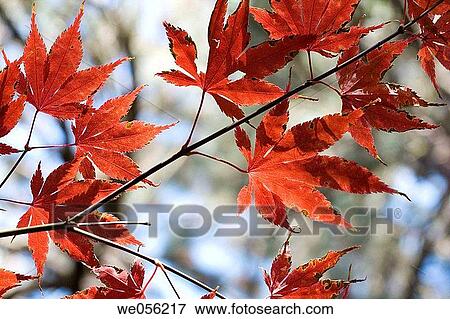 Japanese Maple. Acer palmatum View Large Photo Image Stock Photo - Japanese Maple. Acer palmatum. Fotosearch