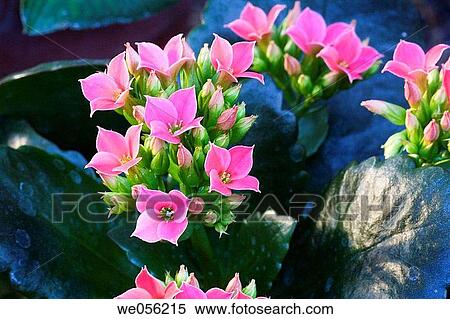 Kalanchoe blossfeldiana crassulaceae, hybrid origin View Large Photo Image Stock Photography - Kalanchoe blossfeldiana crassulaceae, hybrid origin. Fotosearch