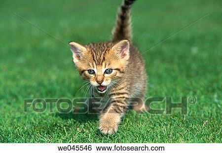 Kitten View Large Photo Image Stock Photograph - Kitten. Fotosearch