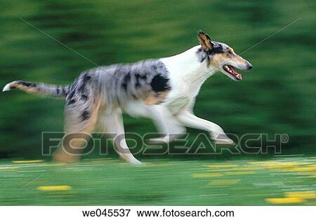 Kurzhaar collie View Large Photo Image Stock Photo - Kurzhaar collie. Fotosearch
