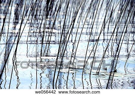 Lake Zuvintas. Lithuania View Large Photo Image Stock Image - Lake Zuvintas. Lithuania. Fotosearch