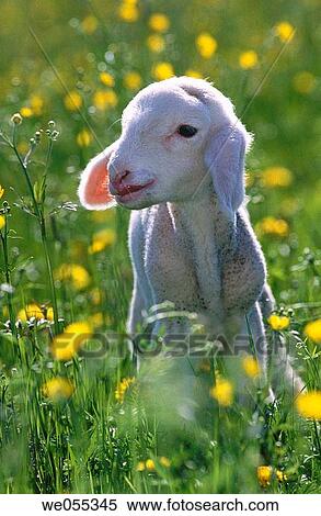 Lamb. Bavaria. Germany View Large Photo Image Stock Photography - Lamb. Bavaria. Germany. Fotosearch