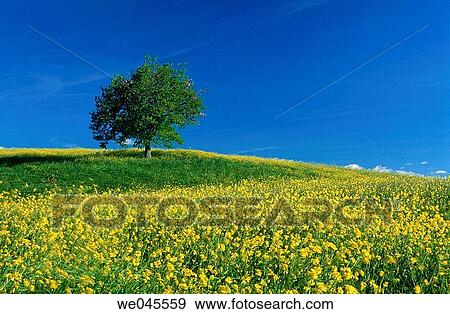 Landscape with rape field and Oak tree (Quercus sp. ). Val d? Orcia, Siena provinve, Tuscany, Italy View Large Photo Image Stock Photo - Landscape with rape field and Oak tree (Quercus sp. ). Val d? Orcia, Siena provinve, Tuscany, Italy. Fotosearch