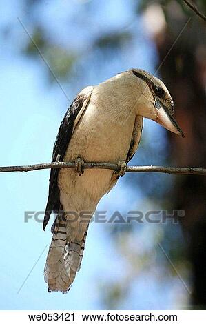Laughing Kookaburra Dacelo novaeguineae or just Kookaburra Kingfisher family of birds looking for prey on a twig in John Forrest National Park, Darling Range, Perth, Western Australia, WA, Australia Former English name: Laughing Jackass View Large Photo Image Stock Image - Laughing Kookaburra Dacelo novaeguineae or just Kookaburra Kingfisher family of birds looking for prey on a twig in John Forrest National Park, Darling Range, Perth, Western Australia, WA, Australia Former English name: Laughing Jackass. Fotosearch