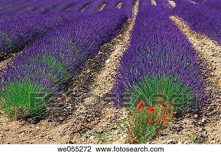 Stock Image - Lavender fields. Provence. France. Fotosearch