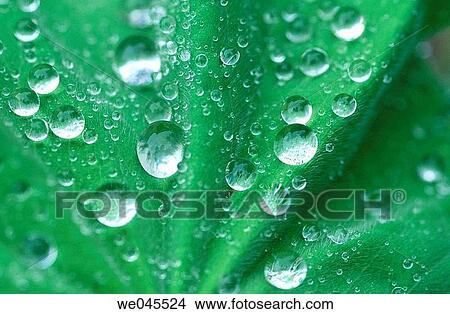 Leaf (Alchemilla vulgaris) with raindrops View Large Photo Image Picture - Leaf (Alchemilla vulgaris) with raindrops. Fotosearch