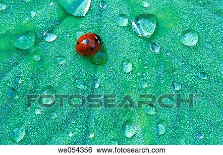 Leaf with dew drops and seven-spot ladybug View Large Photo Image Stock Photograph - Leaf with dew drops and seven-spot ladybug. Fotosearch