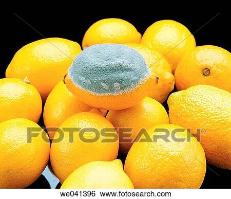 Stock Photograph - Lemons with mold. Fotosearch