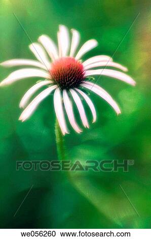 Light Pink Coneflower. Echinacea pallida. July 2006. Maryland, USA. View Large Photo Image Stock Image - Light Pink Coneflower. Echinacea pallida. July 2006. Maryland, USA.. Fotosearch