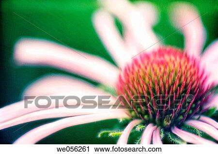 Light Pink Coneflower. Echinacea pallida. July 2006. Maryland, USA. View Large Photo Image Stock Image - Light Pink Coneflower. Echinacea pallida. July 2006. Maryland, USA.. Fotosearch