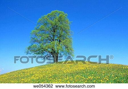 Lime tree in spring. Allg? u, Bavaria, Germany View Large Photo Image Stock Image - Lime tree in spring. Allg? u, Bavaria, Germany. Fotosearch