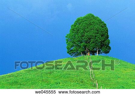Lime tree (Tilia sp. ) at top of hill with dark clouds behind. Upper Bavaria, Germany View Large Photo Image Stock Photography - Lime tree (Tilia sp. ) at top of hill with dark clouds behind. Upper Bavaria, Germany. Fotosearch