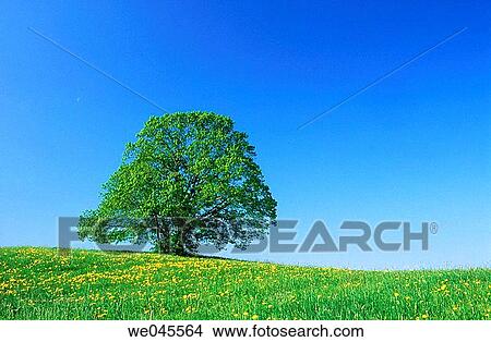 Lime tree (Tilia sp. ) in meadow in spring. Upper Bavaria, Germany View Large Photo Image Picture - Lime tree (Tilia sp. ) in meadow in spring. Upper Bavaria, Germany. Fotosearch