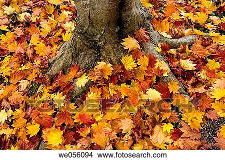 Lithia Park in fall. Ashland, Oregon, USA View Large Photo Image Picture - Lithia Park in fall. Ashland, Oregon, USA. Fotosearch