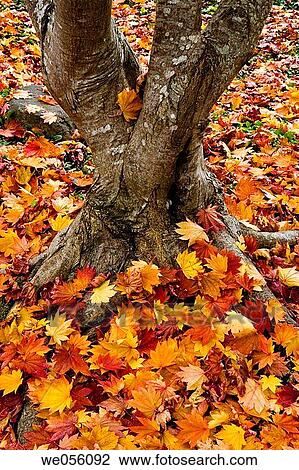 Lithia Park in fall. Ashland, Oregon, USA View Large Photo Image Stock Image - Lithia Park in fall. Ashland, Oregon, USA. Fotosearch