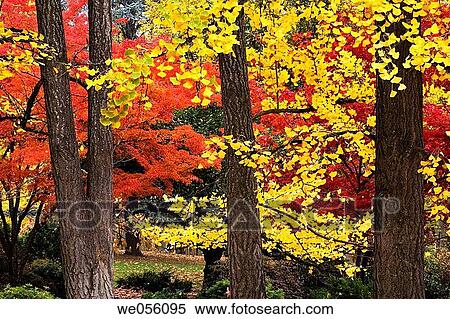 Stock Photography - Lithia Park in fall. Ashland, Oregon, USA. Fotosearch