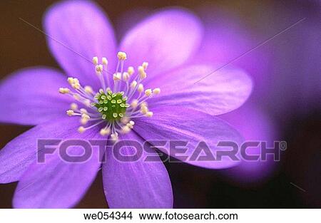 Liverwort (Hepatica nobilis) View Large Photo Image Picture - Liverwort (Hepatica nobilis). Fotosearch