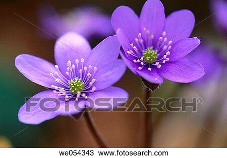 Liverwort (Hepatica nobilis) View Large Photo Image Stock Image - Liverwort (Hepatica nobilis). Fotosearch