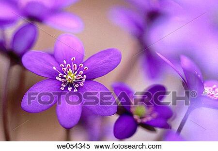 Liverwort (Hepatica nobilis) View Large Photo Image Stock Photography - Liverwort (Hepatica nobilis). Fotosearch