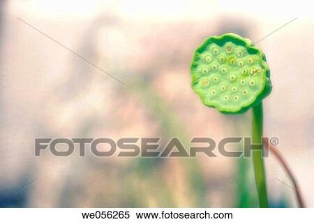Lotus Flower Seedhead (Nelumbo nucifera, Nelumbo pentapetala). July 2006. Maryland, USA. View Large Photo Image Stock Photography - Lotus Flower Seedhead (Nelumbo nucifera, Nelumbo pentapetala). July 2006. Maryland, USA.. Fotosearch