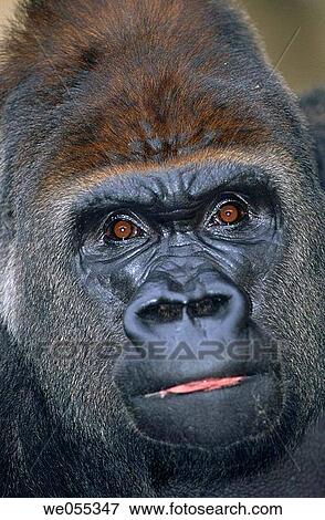 Stock Photo - Lowland Gorilla (Gorilla gorilla gorilla). Fotosearch
