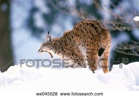 Lynx (Felis lynx), Bayerischer Wald Nationalpark. Bavaria, Germany View Large Photo Image Stock Photo - Lynx (Felis lynx), Bayerischer Wald Nationalpark. Bavaria, Germany. Fotosearch