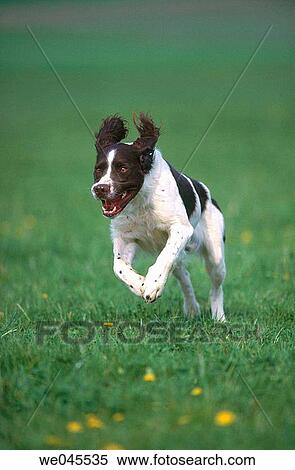 Stock Photography - M? nsterl? nder. Fotosearch