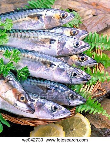 Mackerel View Large Photo Image Stock Image - Mackerel. Fotosearch