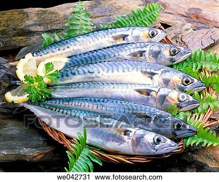 Mackerel View Large Photo Image Stock Image - Mackerel. Fotosearch