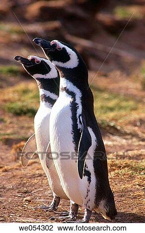 Magellanic Penguin (Spheniscus magellanicus). Cabo Dos Bah? as, Patagonia, Argentina View Large Photo Image Stock Image - Magellanic Penguin (Spheniscus magellanicus). Cabo Dos Bah? as, Patagonia, Argentina. Fotosearch
