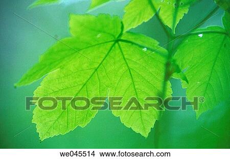 Maple (Acer pseudoplatanus) leaf in spring. Bavaria, Germany View Large Photo Image Picture - Maple (Acer pseudoplatanus) leaf in spring. Bavaria, Germany. Fotosearch
