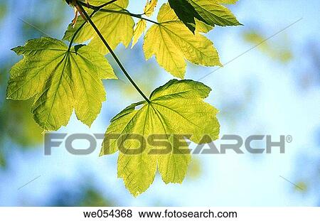 Maple leaves in spring. Germany View Large Photo Image Stock Photo - Maple leaves in spring. Germany. Fotosearch