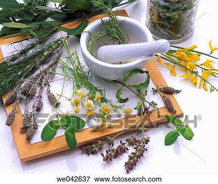 Medicinal herbs View Large Photo Image Stock Photo - Medicinal herbs. Fotosearch