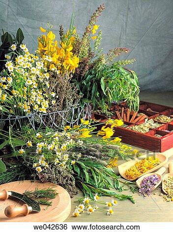Medicinal herbs View Large Photo Image Stock Photograph - Medicinal herbs. Fotosearch