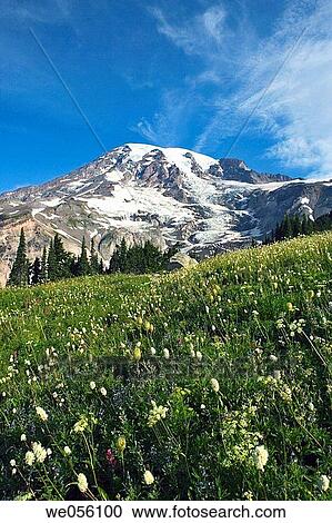 Mt. Rainier National Park. Washington, USA View Large Photo Image Stock Image - Mt. Rainier National Park. Washington, USA. Fotosearch
