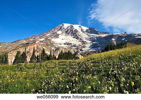 Mt. Rainier National Park. Washington, USA View Large Photo Image Stock Photo - Mt. Rainier National Park. Washington, USA. Fotosearch