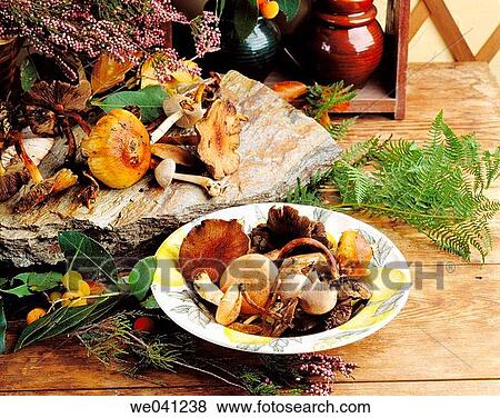 Mushrooms View Large Photo Image Stock Photo - Mushrooms. Fotosearch