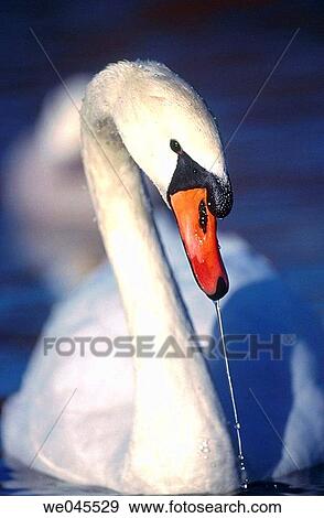 Mute Swan (Cygnus olor) on Isar river, Munich. Bavaria, Germany View Large Photo Image Stock Photo - Mute Swan (Cygnus olor) on Isar river, Munich. Bavaria, Germany. Fotosearch
